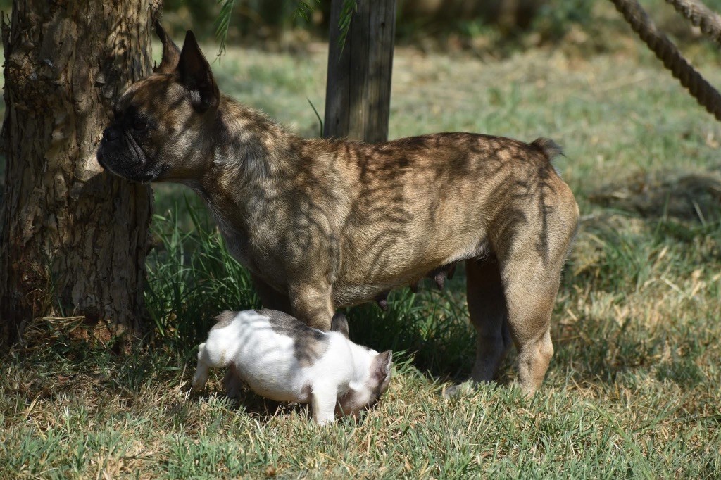 Tilka de L'Esprit d'Oréline