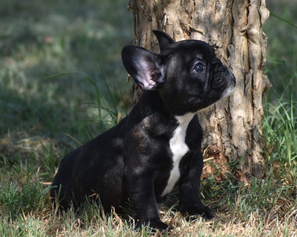 de L'Esprit d'Oréline - Chiots disponibles - Bouledogue français