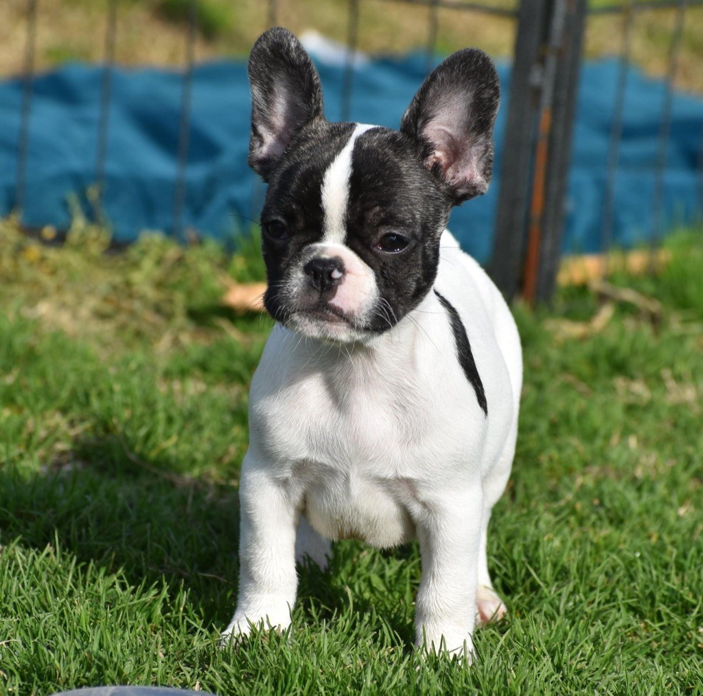 de L'Esprit d'Oréline - Chiots disponibles - Bouledogue français