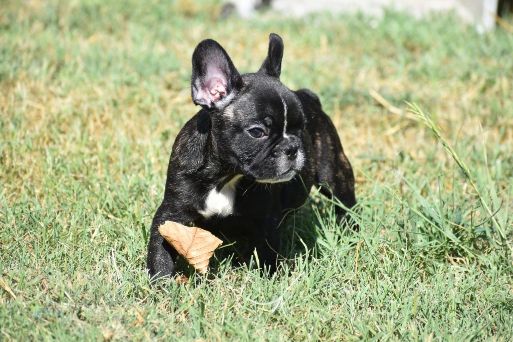 de L'Esprit d'Oréline - Chiots disponibles - Bouledogue français