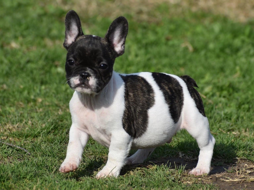 de L'Esprit d'Oréline - Chiots disponibles - Bouledogue français