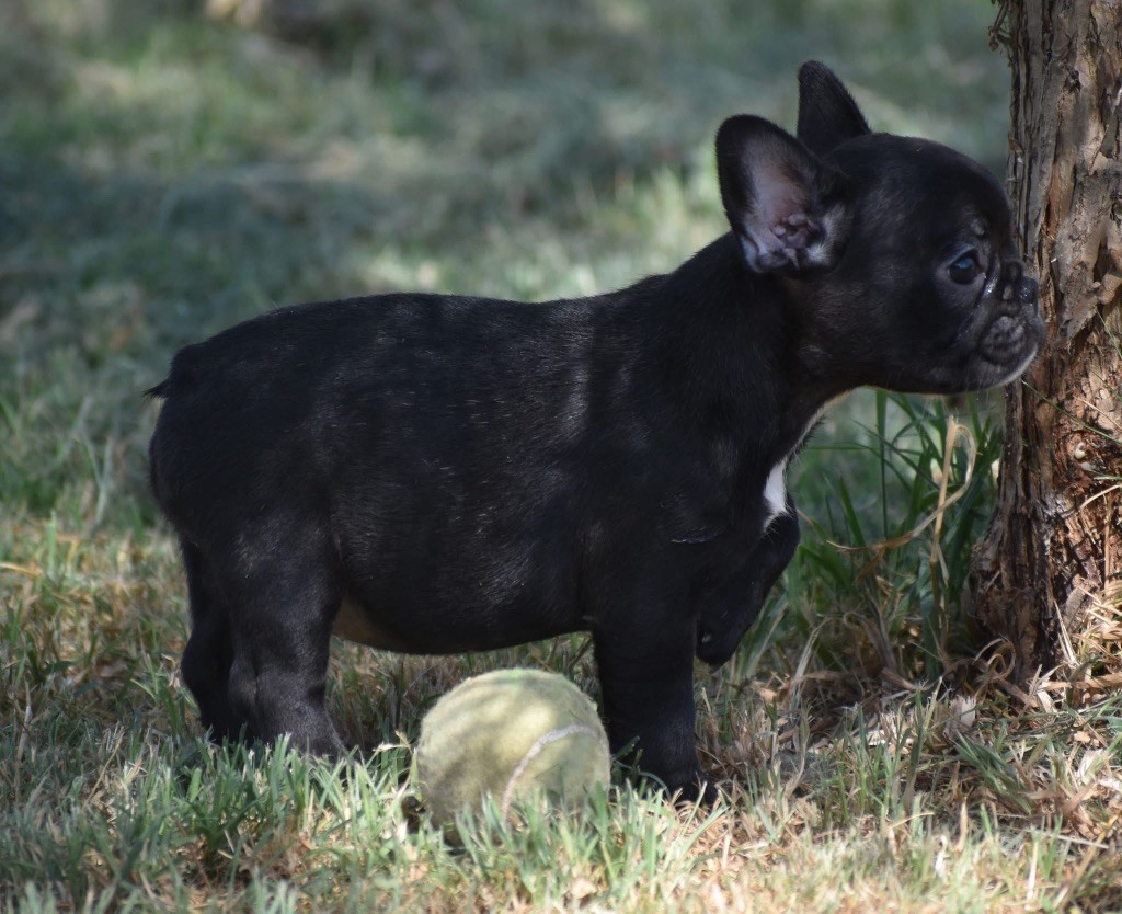 de L'Esprit d'Oréline - Chiots disponibles - Bouledogue français