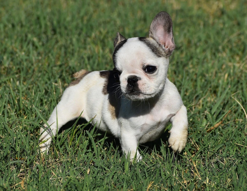 de L'Esprit d'Oréline - Chiots disponibles - Bouledogue français